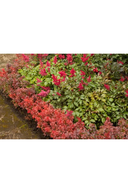 Барбариса тунберга Лютін Руж в розсаднику 